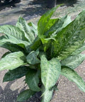 Dieffenbachia Tiki - PlantologyUSA - 3 Gallon