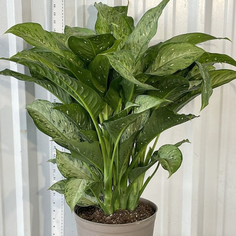 Dieffenbachia Tiki - PlantologyUSA - 3 Gallon