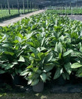Dieffenbachia Tiki - PlantologyUSA - 3 Gallon