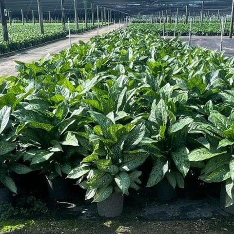 dieffenbachia tiki care Dieffenbachia Tiki – Plantology USA