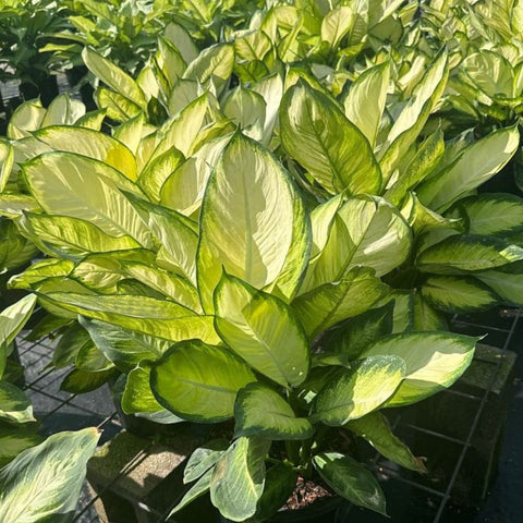 dieffenbachia lemon tropic Dieffenbachia Tropic Marianne – Plantology USA