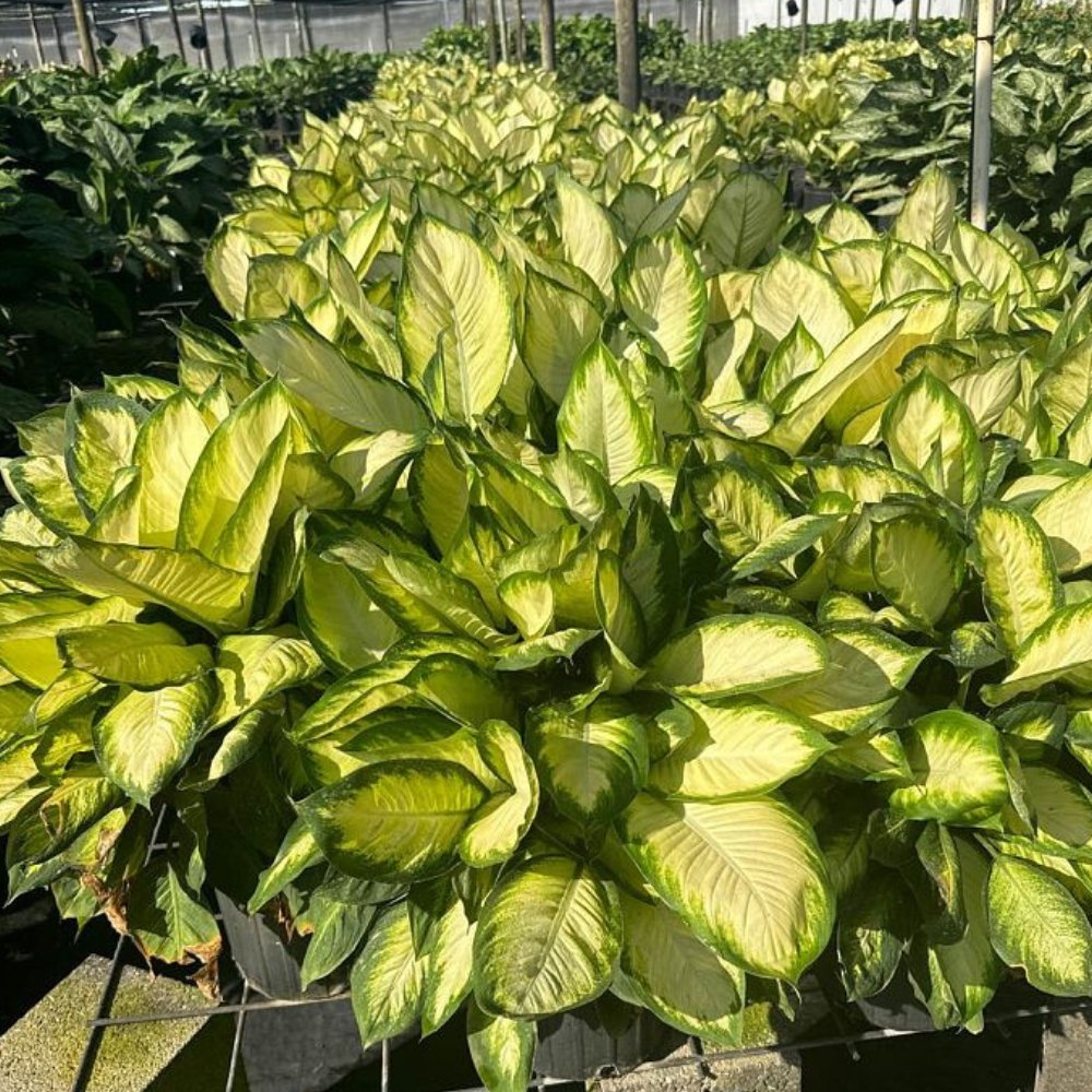 Dieffenbachia Tropic Marianne  Plantology USA
