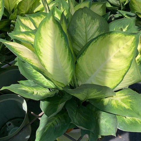 dieffenbachia marianne Dieffenbachia Tropic Marianne – Plantology USA