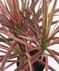 Dracaena Colorama (Dracaena spp.) - PlantologyUSA - Medium 20-22"