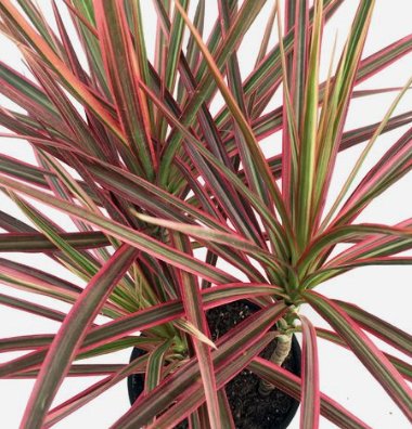 Dracaena Colorama (Dracaena spp.) - PlantologyUSA - Medium 20-22"