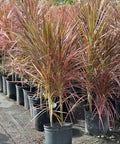 Dracaena Colorama (Dracaena spp.) - PlantologyUSA - Medium 20-22"