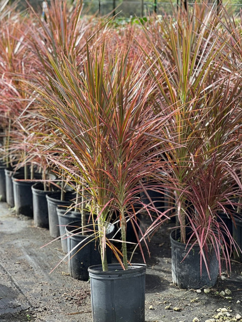 Dracaena Colorama (Dracaena spp.) - PlantologyUSA - Medium 20-22"