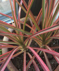 Dracaena Colorama (Dracaena spp.) - PlantologyUSA - Medium 20-22"