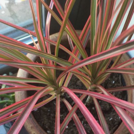 dracaena cost Dracaena Colorama for Sale