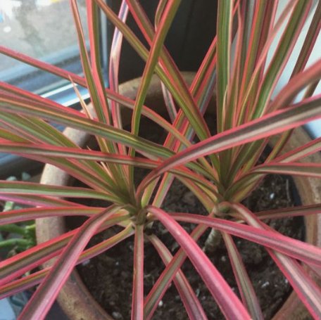 Dracaena Colorama (Dracaena spp.) - PlantologyUSA - Medium 20-22"