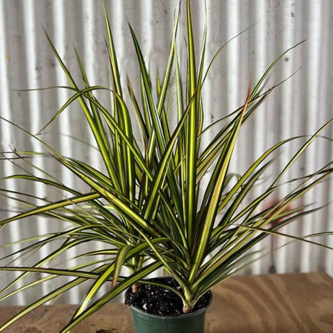 dracaena marginata ray of sunshine Dracaena Marginata Kiwi – Plantology USA