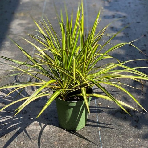 kiwi dracaena Dracaena Marginata Kiwi – Plantology USA