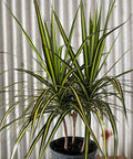 Dracaena Marginata Kiwi - PlantologyUSA - 3 Gallon