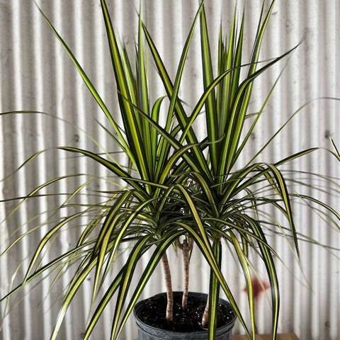 dracaena kiwi plant care Dracaena Marginata Kiwi