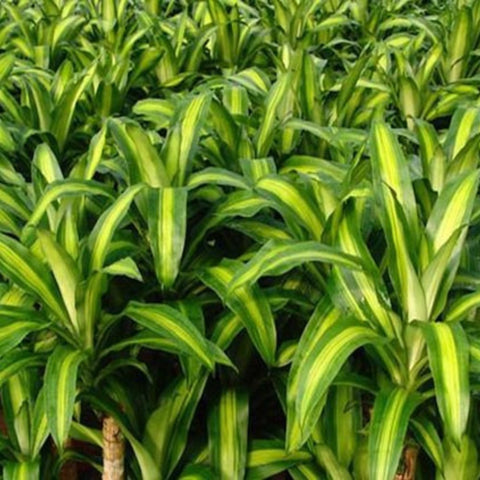 dracaena mass marley Dracaena Marley – Plantology USA