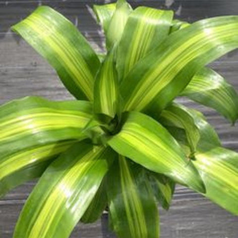 dracaena mass marley Dracaena Marley – Plantology USA