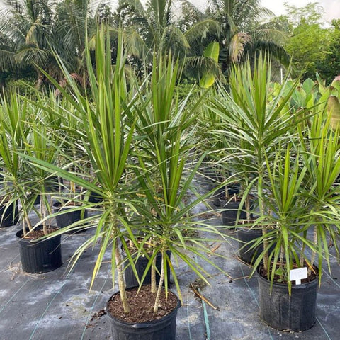 Dragon Tree (Dracaena Marginata) - PlantologyUSA - 2-3 feet