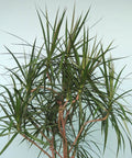 Dragon Tree (Dracaena Marginata) - PlantologyUSA - 4-5 feet