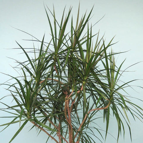 Dragon Tree (Dracaena Marginata) - PlantologyUSA - 4-5 feet