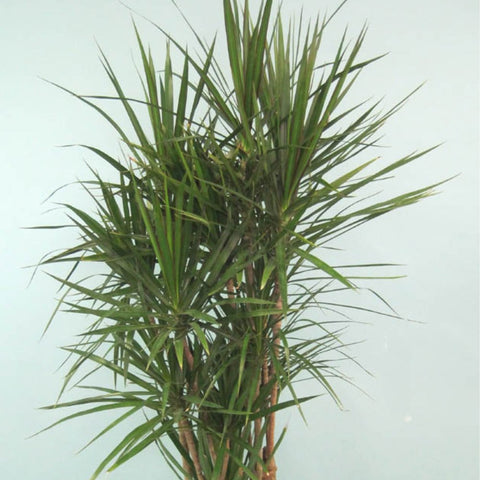 Dragon Tree (Dracaena Marginata) - PlantologyUSA - 4-5 feet