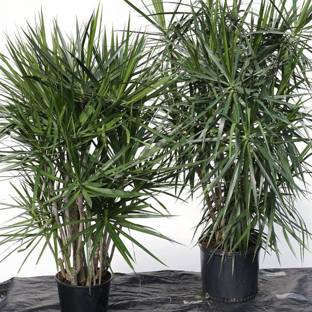 Dragon Tree for Sale | PlantologyUSA.com – Plantology USA