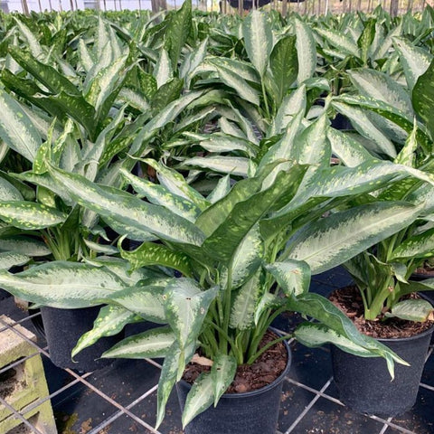 dieffenbachia leaning Dumbcane Panther - Dieffenbachia 'Panther'