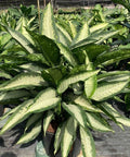 Dumbcane (Dieffenbachia 'Panther') - PlantologyUSA - 3 Gallon