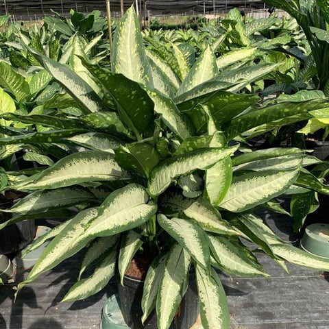 dieffenbachia panther plant care Dumbcane Panther - Dieffenbachia 'Panther'