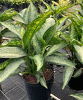 Dumbcane (Dieffenbachia 'Panther') - PlantologyUSA - 3 Gallon