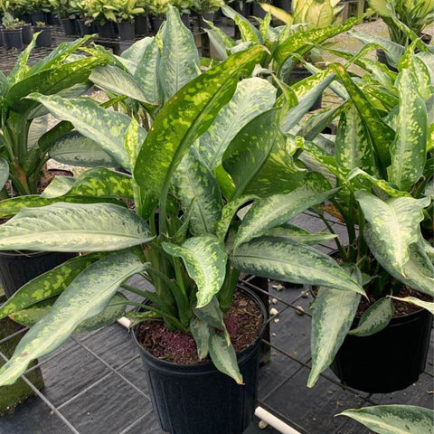houseplant dieffenbachia Dumbcane Panther - Dieffenbachia 'Panther'