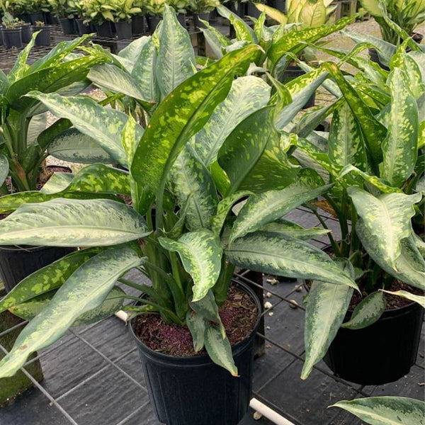 dieffenbachia asst Dumbcane Panther - Dieffenbachia 'Panther'
