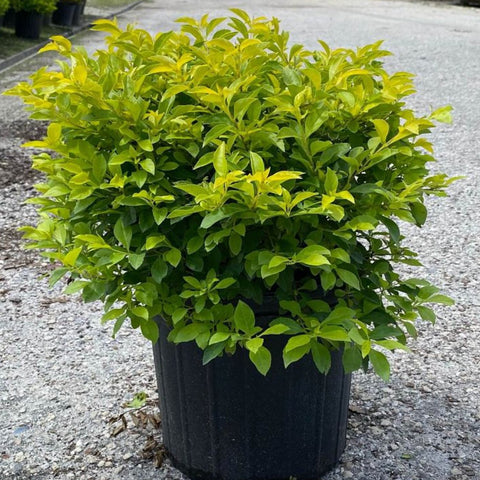 duranta plant in pot Duranta Gold Mound for Sale