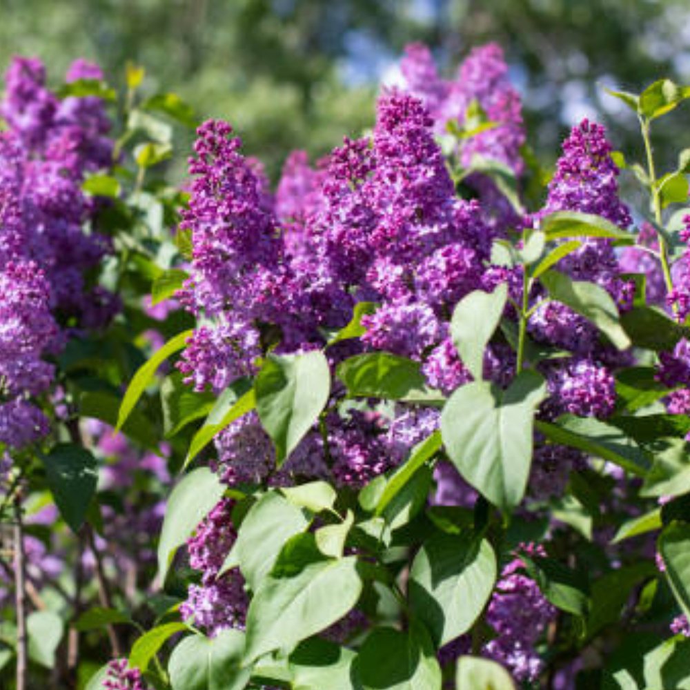 Sarusaruさま専用　KanazawaPOLES 125/30cmパープル Duranta Purple Saphire Showers for Sale | PlantologyUSA.com