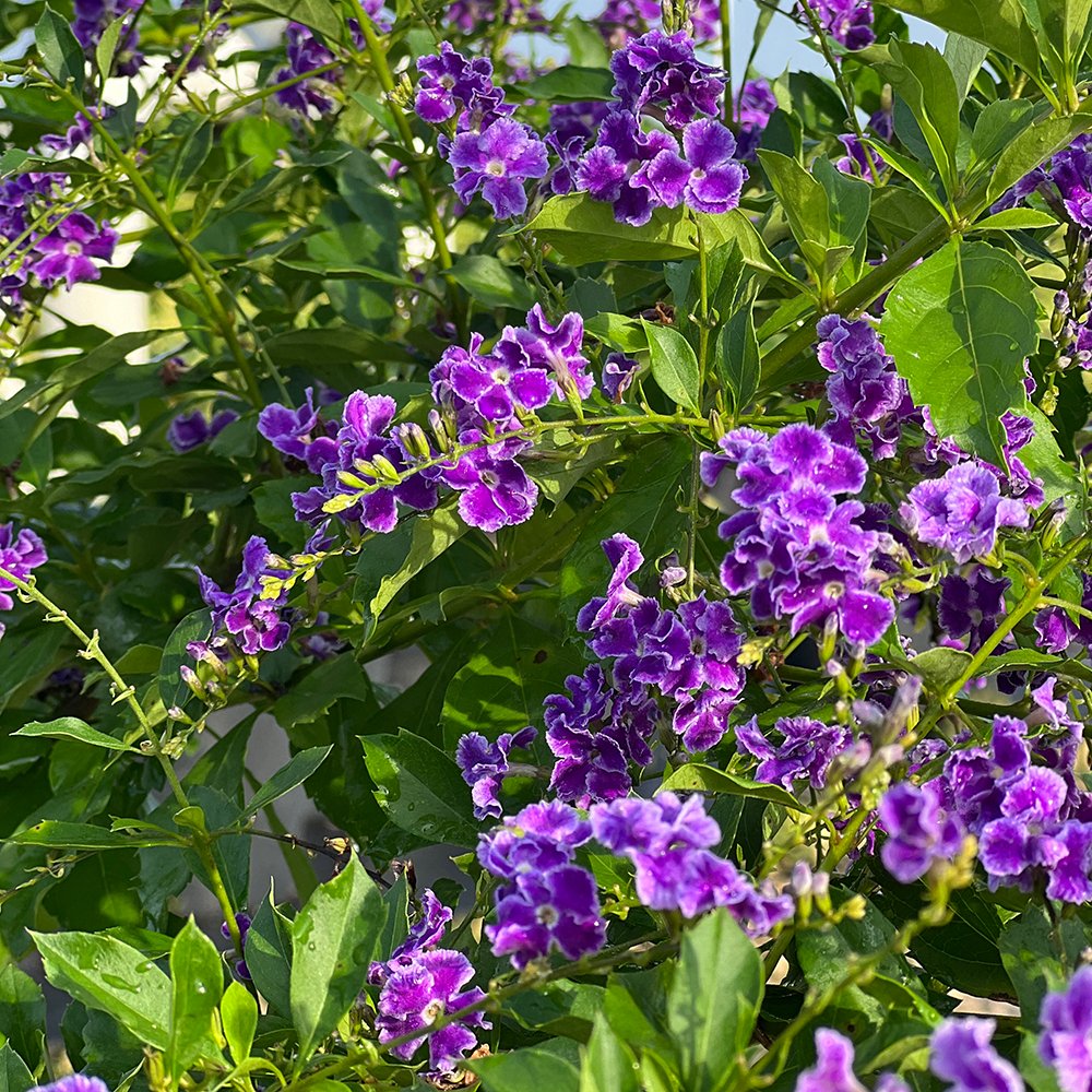 Duranta Purple Saphire Showers for Sale | PlantologyUSA.com