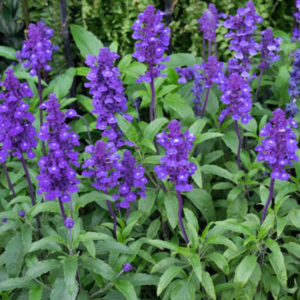 Duranta Purple Saphire Showers for Sale | PlantologyUSA.com