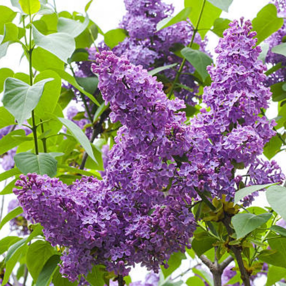 Duranta Purple Saphire Showers for Sale | PlantologyUSA.com