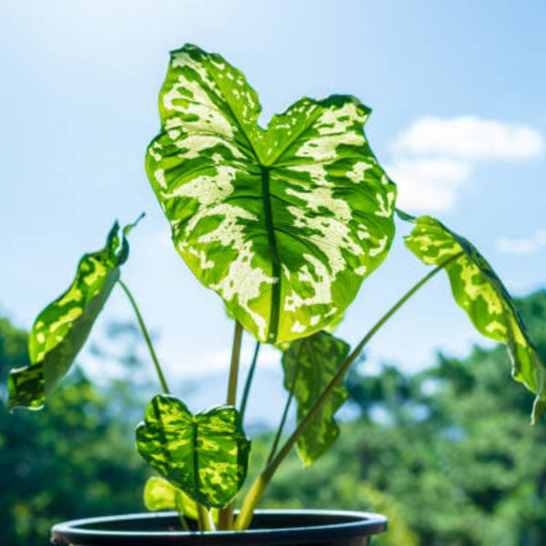 Elephant Ear (Alocasia Hilo Beauty)