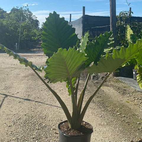 pocket plant elephant ear Elephant Ear (Alocasia Portora) – Plantology USA
