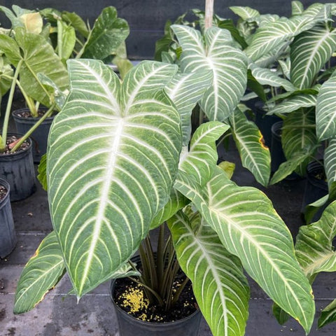 elephant ear plant with slits Elephant Ear (Xanthosoma 1PPP or Xanthosoma lindenii). – Plantology USA