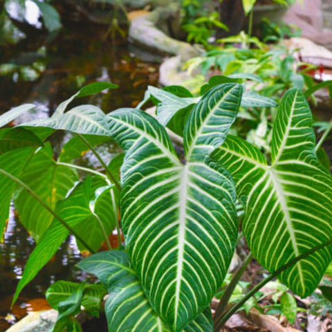 Elephant Ear (Xanthosoma 1PPP or Xanthosoma lindenii). - PlantologyUSA - 1 Gallon