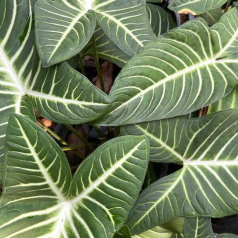 Elephant Ear (Xanthosoma 1PPP or Xanthosoma lindenii). - PlantologyUSA - 1 Gallon