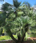 European Fan Palm (Chamaerops humilis) - PlantologyUSA - 3 Gallon
