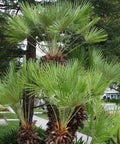 European Fan Palm (Chamaerops humilis) - PlantologyUSA - 7 Gallon