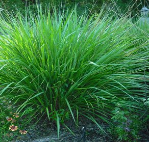 Fakahatchee Dwarf (Chamaedorea ernesti-augusti) - PlantologyUSA - Small 10"