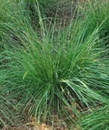 Fakahatchee Dwarf (Chamaedorea ernesti-augusti) - PlantologyUSA - Small 10"