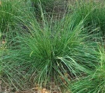 Fakahatchee Dwarf (Chamaedorea ernesti-augusti) - PlantologyUSA - Small 10"