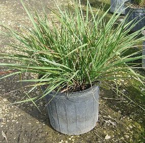 Fakahatchee Dwarf (Chamaedorea ernesti-augusti) - PlantologyUSA - Small 10"