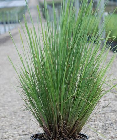 Fakahatchee Dwarf (Chamaedorea ernesti-augusti) - PlantologyUSA - Small 10"