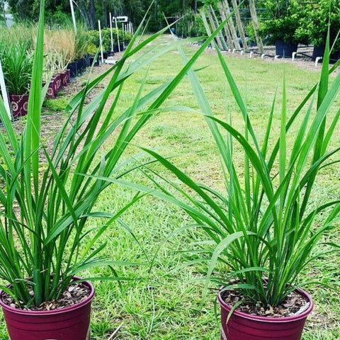 Fakahatchee Grass (Tripsacum Dactyloides) - PlantologyUSA - 3 Gallon