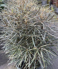 False Aralia (Schefflera Elegantissima) - PlantologyUSA - 5 Gallon